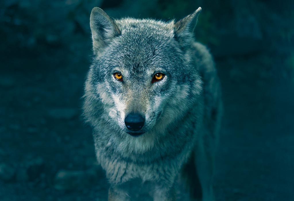 photography3-details-pic3